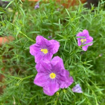 ニーレンべルキアの投稿画像一覧 Greensnap グリーンスナップ