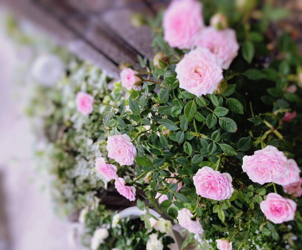 小さな庭の投稿画像 By Hiroさん ばら バラ 薔薇と薔薇のある暮らし とおうち園芸と庭のある暮らしとガーデニングとセントラルソフィーナとミニ薔薇と ばら バラ 薔薇と薔薇のある暮らし とおうち園芸と庭のある暮らしとガーデニングとセントラルソフィーナとミニ薔薇 小さな庭の投稿画像 By Hiroさん ばら バラ 薔薇と薔薇のある暮らし とおうち園芸と庭のある暮らしとガーデニングとセントラルソフィーナとミニ薔薇と ばら バラ 薔薇と薔薇のある暮らし とおうち園芸と庭のある暮らしとガーデニングとセントラルソフィーナとミニ薔薇