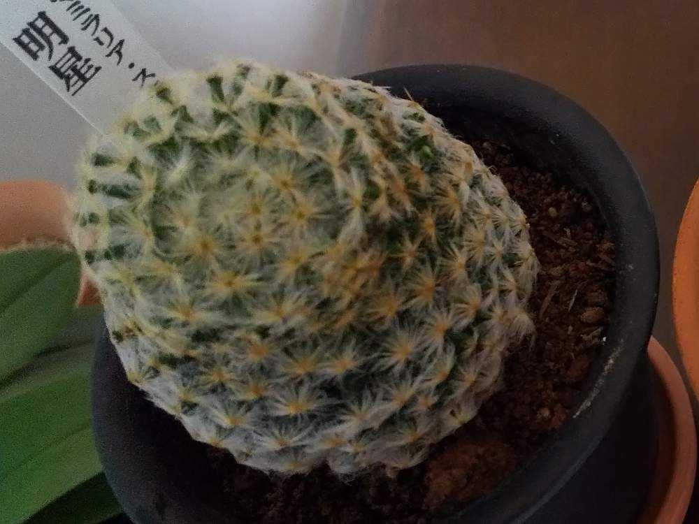 マミラリア 明星｜🍀GreenSnap（グリーンスナップ）