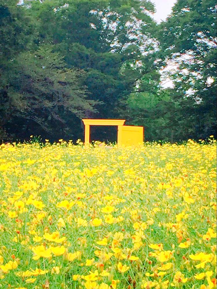 レモンブライト In昭和記念公園 Greensnap グリーンスナップ