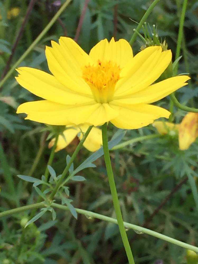 レモンブライト In昭和記念公園 Greensnap グリーンスナップ