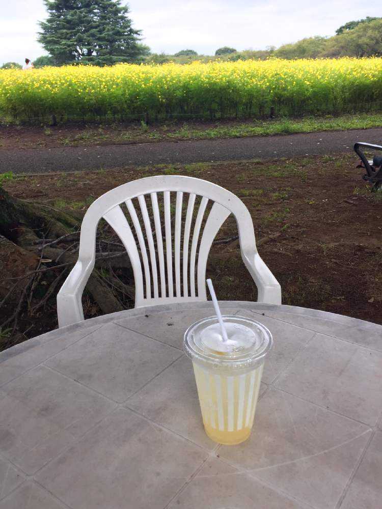 レモンブライト In昭和記念公園 Greensnap グリーンスナップ