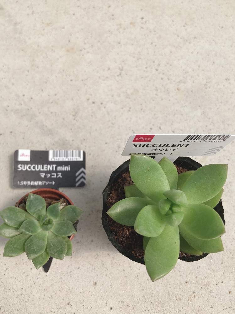 多肉植物の投稿画像 By ふ さん 黄麗 おうれい と マッコスと黄麗 月の王子と小さな庭と100均多肉と多肉植物と黄麗 おうれい と マッコスと黄麗 月の王子と100均多肉 月9月15日 Greensnap グリーンスナップ Greensnap グリーンスナップ