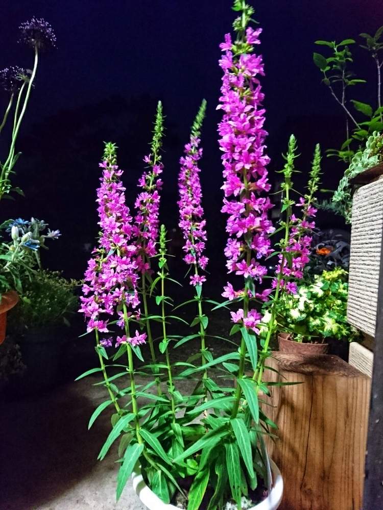 長く咲く花の投稿画像 By あさがおさん ミソハギの花と私の庭の花たちと９月の庭と毎年咲くと私の庭のはなたちと夏から秋へと長く咲く花とミソハギの花と私の 庭の花たちと９月の庭と毎年咲くと私の庭のはなたちと夏から秋へ 月9月15日 Greensnap グリーン