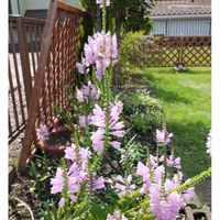 ハナトラノオ(カクトラノオ)の画像