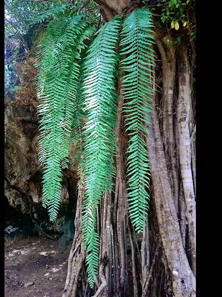 ホウビカンジュの一覧｜🍀GreenSnap（グリーンスナップ）