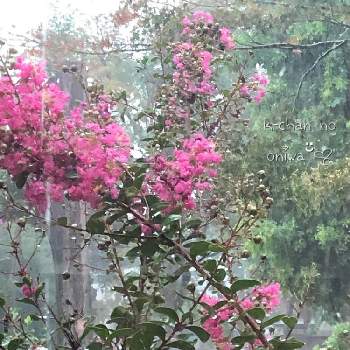 裏庭の百日紅の画像 by K-chanさん | 小さな庭とサルスベリと裏庭の百日紅と土砂降りの雨