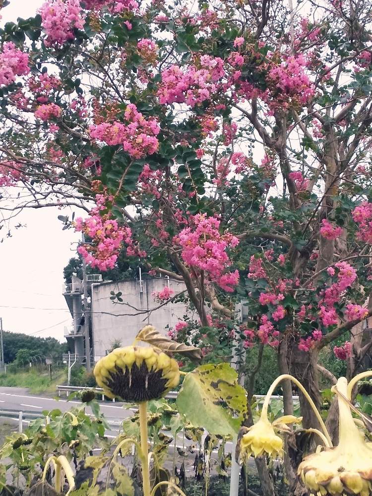 大きな木の投稿画像 By Hirochan Flowersさん ピンク色の花とサルスベリ とひまわり 月9月16日 Greensnap グリーンスナップ