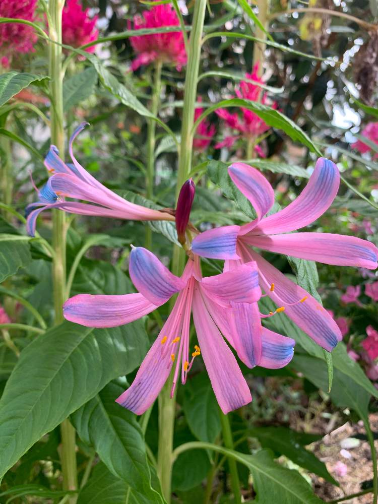 リコリス スプレンゲリーの投稿画像 By 花ちゃんさん 小さな庭と埼玉ンズ倶楽部とおうち園芸と夏水仙 とリコリス ヒガンバナの仲間 と花 のある暮らしと鍾馗水仙 リコリス と埼玉ンズ倶楽部とおうち園芸と夏水仙 とリコリス ヒガンバナの仲間 と花のある暮らしと鍾馗