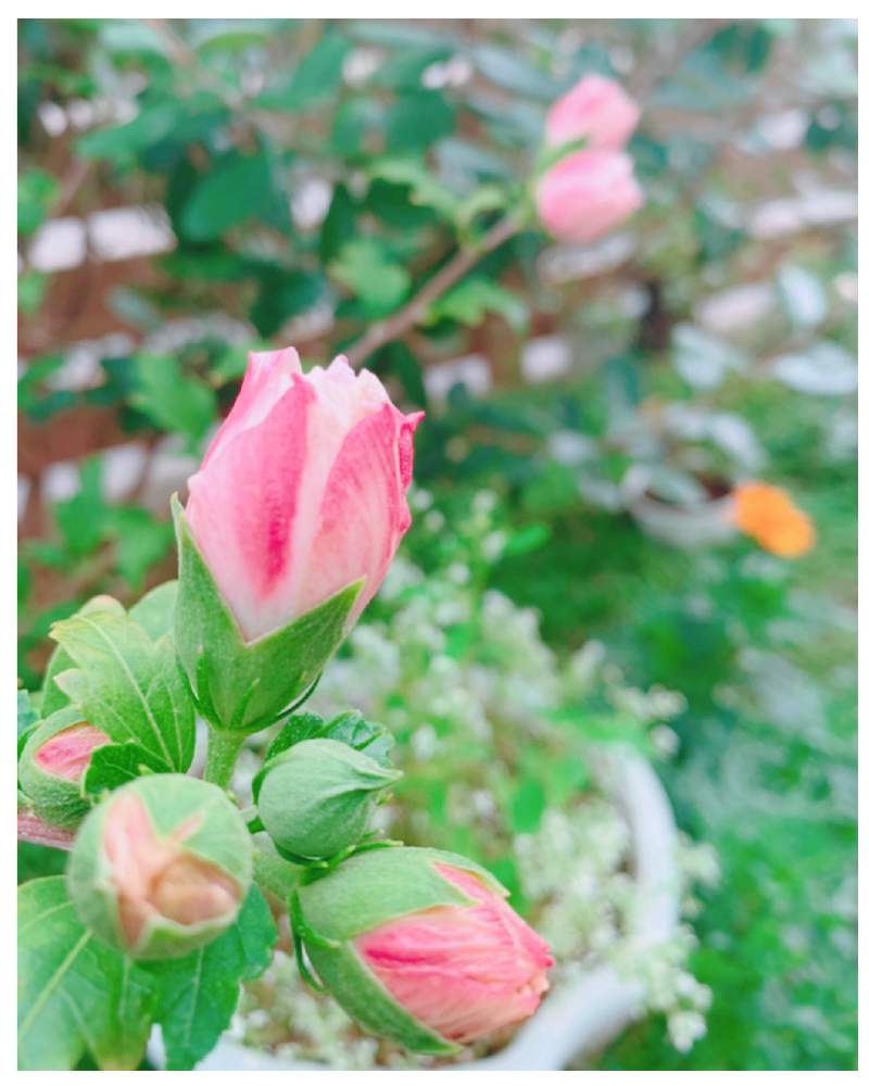 いつもありがとう の投稿画像 By りょうさん りょうの小さな庭とムクゲの花とgsの みなさんに感謝 とおうち園芸とおうちを彩る花と元気もらえると いいね ありがとうと花のある暮らしとお花のある生活と 癒されて 月9月16日 Greensnap グリーンスナップ