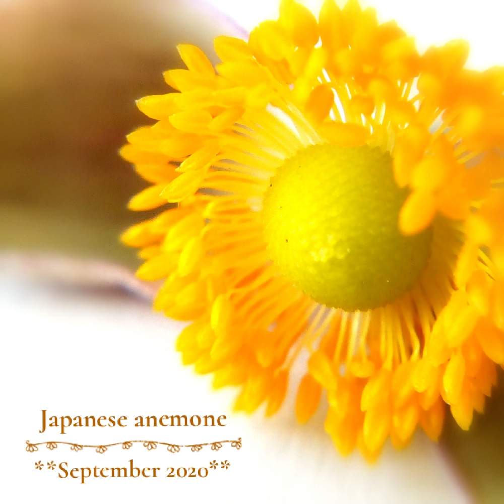 シュウメイギクの投稿画像 By Flora さん 可愛いと花のある暮らし 月9月16日 Greensnap グリーンスナップ