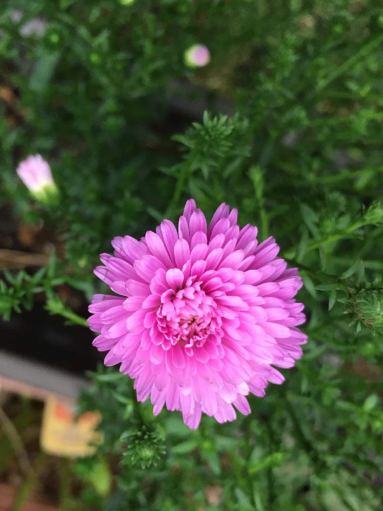 アスタービクトリアの投稿画像 By Manabeさん ピンクの花とキク科と暑さ寒さに強いとエゾギク属 月9月16日 Greensnap グリーンスナップ