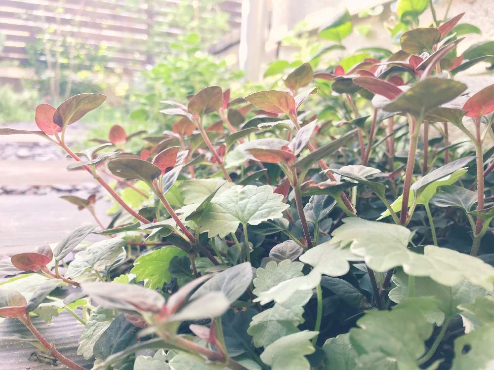 リシマキアの投稿画像 By ソラミさん グレコマ バリエガータと葉が綺麗と観葉植物とiphone7撮影と今朝のお庭とグランドカバー 月9月16日 Greensnap グリーンスナップ