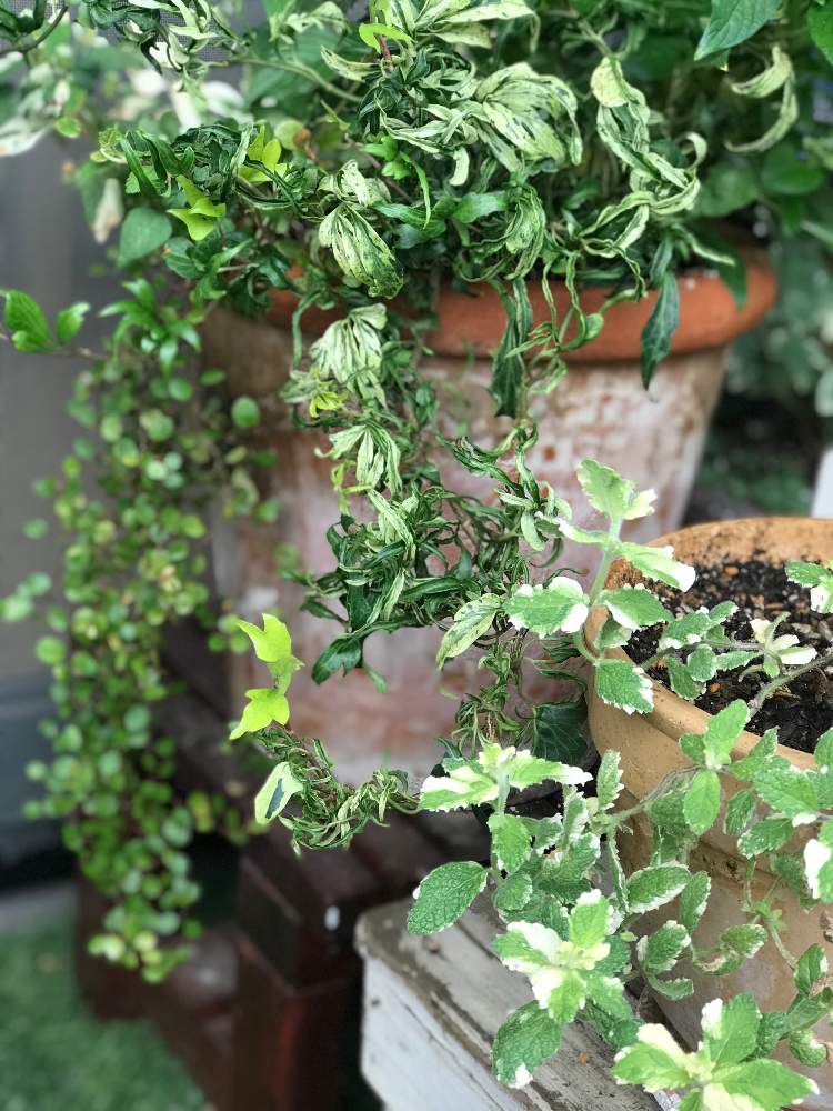 みどりのある暮らしの投稿画像 By おさーるさん 観葉植物と植物ラブ とおうち園芸と垂れ下がる系と観葉植物のある暮らしと葉っぱ好き 月9月16日 Greensnap グリーンスナップ