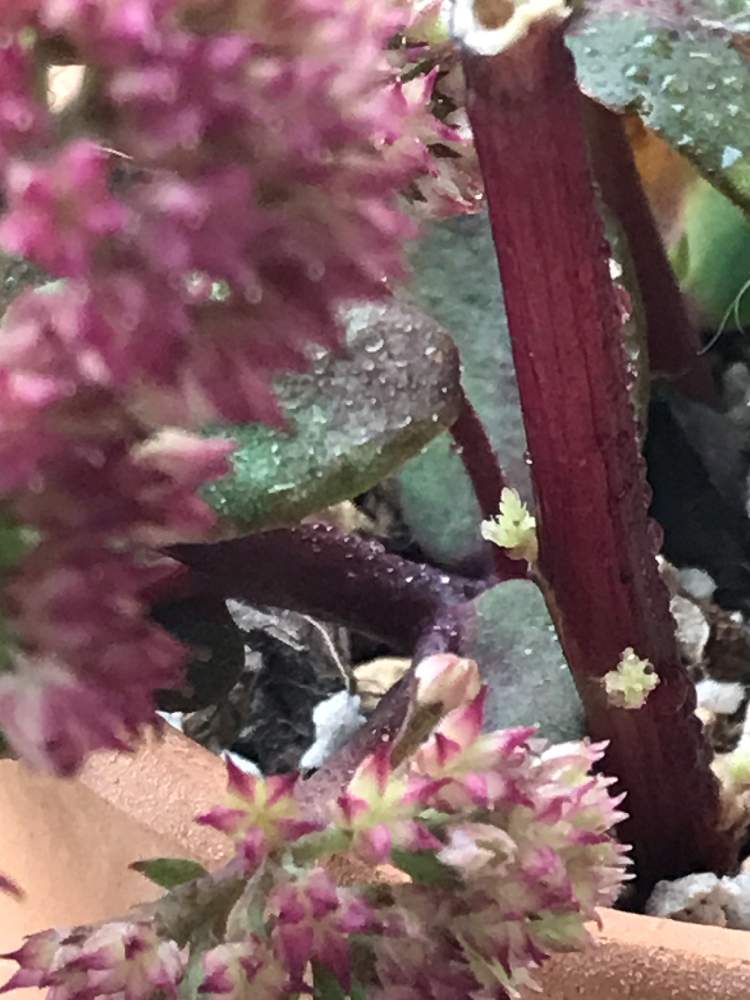 セダム リジーの投稿画像 By けにしさん 多肉植物と挿し木とおうち園芸と窓辺と多肉植物と挿し木とおうち園芸 月9月16日 Greensnap グリーンスナップ Greensnap グリーンスナップ