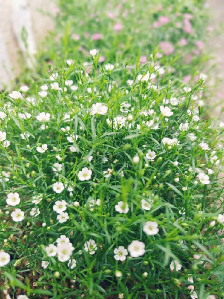 カスミソウの投稿画像 By あーやさん かすみ草 月9月16日 Greensnap グリーンスナップ