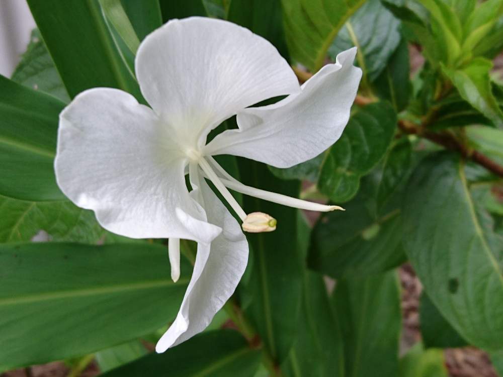 ジンジャーリリーの投稿画像 By Tokoさん ハナシュクシャと出会いに感謝 と大事に育てたいと花のある暮らしと白い花とうどん県人会と植物に癒されて 月9月16日 Greensnap グリーンスナップ