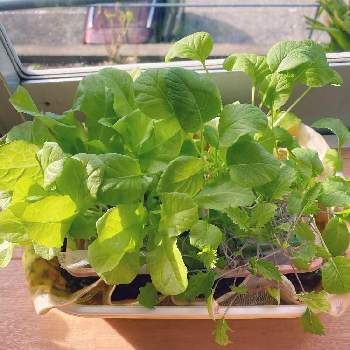 りさぽんさんの投稿画像 月8月11日 Greensnap グリーンスナップ