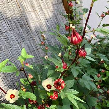 ベニアオイ ローゼル の投稿画像一覧 Greensnap グリーンスナップ