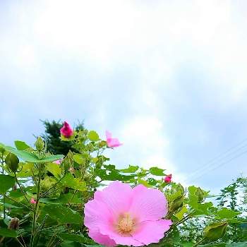空と繋がるの画像 by rurucoroさん | 広い庭とおうちを彩る花と庭木と芙蓉.とメッセージと願いと空と繋がる