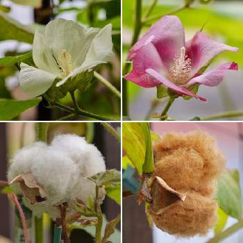 コットンボールの画像 by MyPenRightさん | バルコニー/ベランダとワタと棉(わた)と種取りとコットンボールとおうち園芸とおうちを彩る花