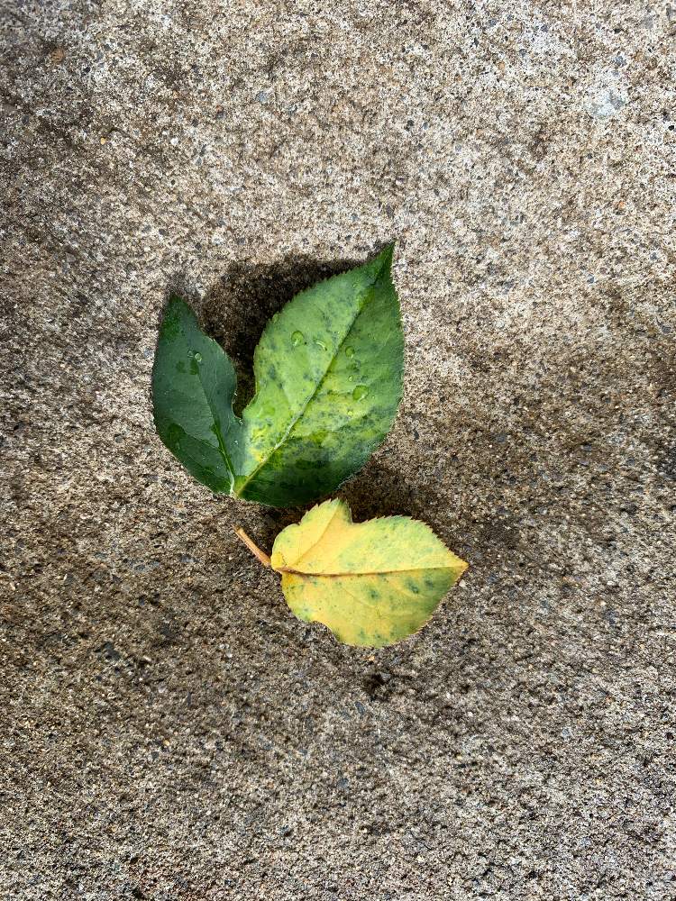 ロサ オリエンティスの投稿画像 By Dediさん 薔薇ライラとシュラブとバラ 鉢植えと赤紫の花と相談と成長記録とバラとクロロシス気味とロサ オリエンティスと薔薇ライラとシュラブとバラ 鉢植えと赤紫の花と相談と成長記録とクロロシス気味 月9月16日 Greensnap