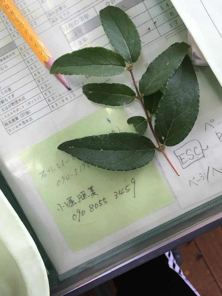 めぐさんの投稿画像 月9月16日 Greensnap グリーンスナップ めぐさんの投稿画像 月9月16日 Greensnap グリーンスナップ
