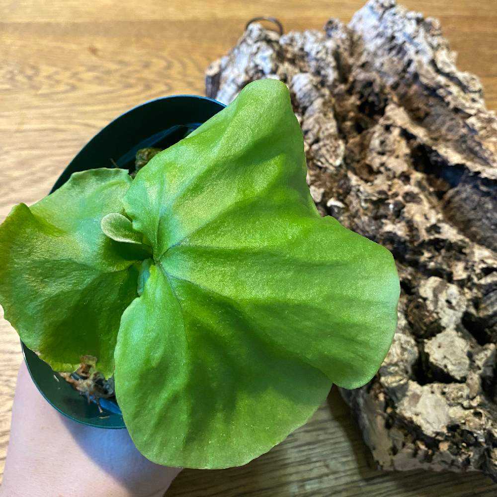 P. ridleyi 胞子培養 成長記録 2023.8.5 🔚🔚🔚｜🍀GreenSnap