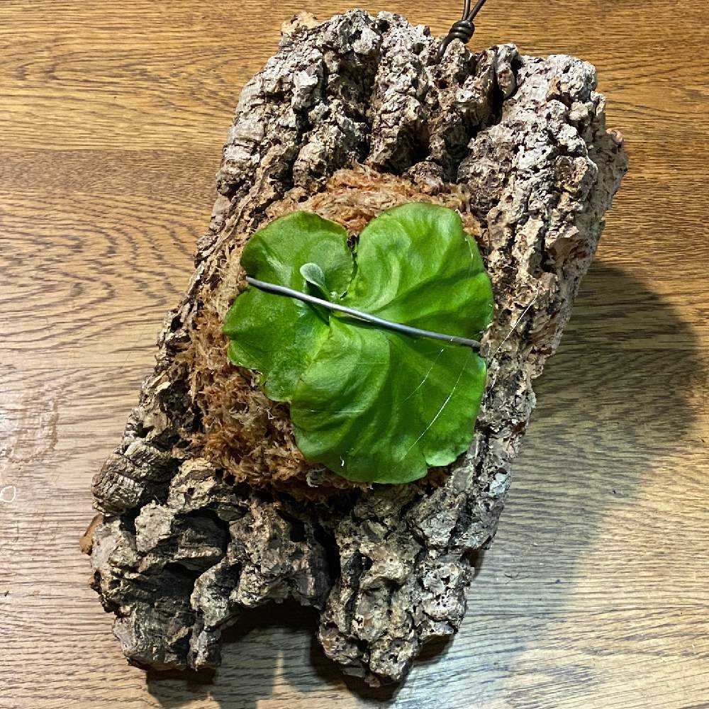 P. ridleyi 胞子培養 成長記録 2023.8.5 🔚🔚🔚|🍀GreenSnap P. ridleyi 胞子培養 成長記録 2023.8.5 🔚🔚🔚|🍀GreenSnap