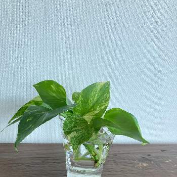 ゴールデンポトスの投稿画像一覧 Greensnap グリーンスナップ