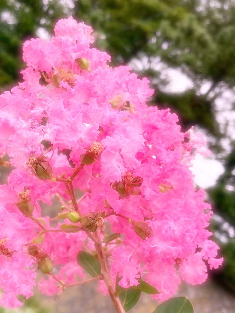 ふわふわの投稿画像 By ピカケさん ピンクの花と季節の花と今日のお花と季節のお花と百日紅 サルスベリ と街路樹とお花とお出かけ先とふわふわとピンクの 花と季節の花と今日のお花と季節のお花と百日紅 サルスベリ と街路樹とお花 月9月16日 Greensnap