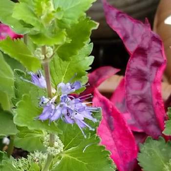アカバセンニチコウ♪の画像 by レモンさん | 小さな庭とおうち園芸と段菊（ダンギク）とアカバセンニチコウ♪と青い花マニアと可愛い♡