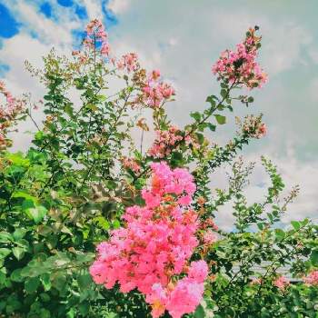 素敵な庭木の画像 by あちゃこさん | お出かけ先とサルスベリと美しい花姿とこの色大好き❤と可愛い色と素敵な庭木と松ヶ岡開墾場と美しい花びら