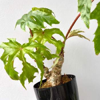 サクラベゴニアの投稿画像一覧 Greensnap グリーンスナップ