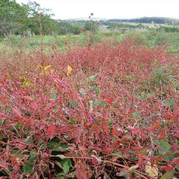 タデ科の花 の投稿画像一覧 Greensnap グリーンスナップ