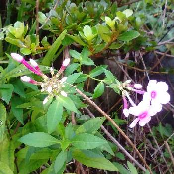 フロックス 花魁草 おいらんそう 草夾竹桃 くさきょうちくとう の投稿画像一覧 Greensnap グリーンスナップ