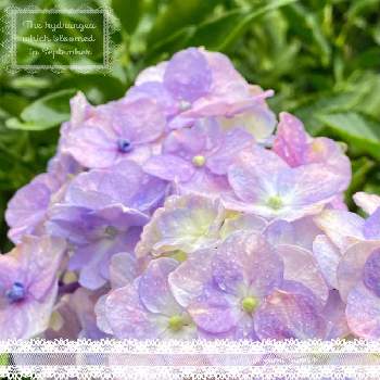 9月の紫陽花の投稿画像一覧 Greensnap グリーンスナップ