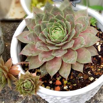 センペル スターシャインの投稿画像一覧 Greensnap グリーンスナップ