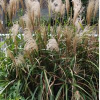 ススキの画像