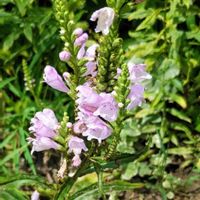 ハナトラノオ(カクトラノオ)の画像