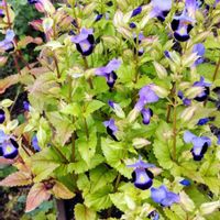 トレニアの画像