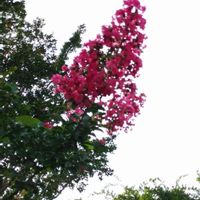 サルスベリの画像