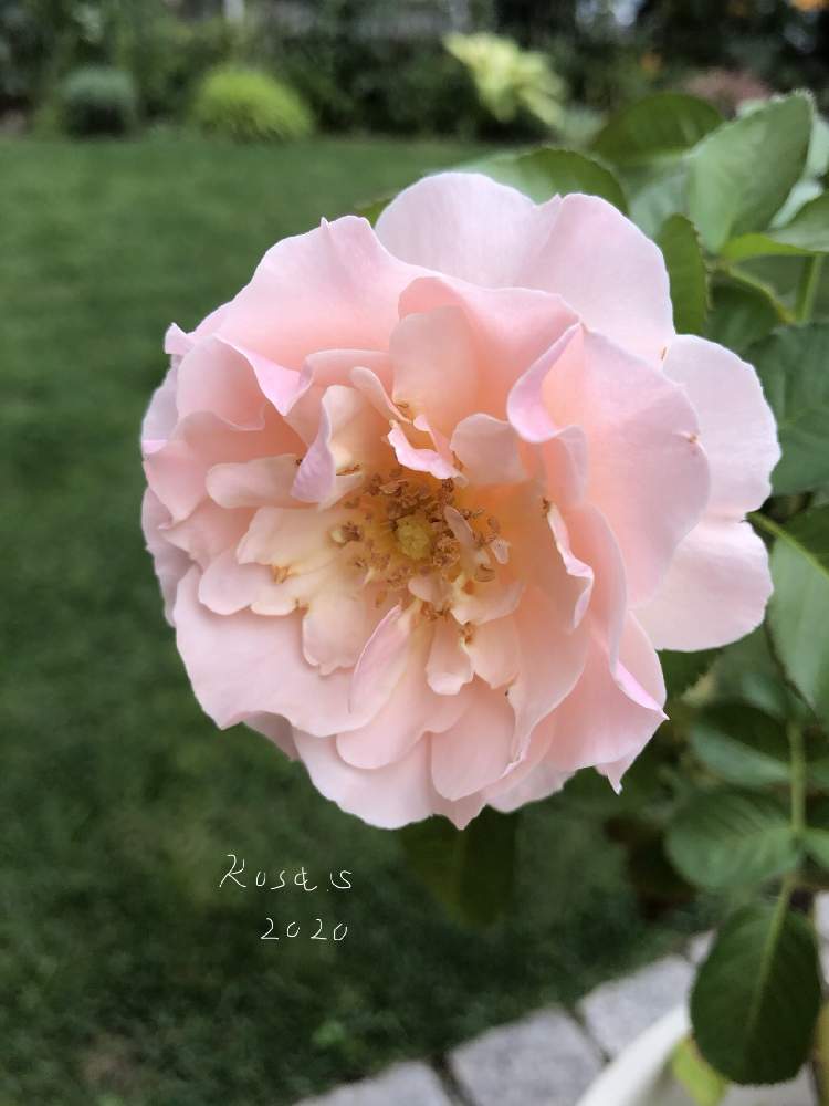 小さな庭の画像 by rosa  sさん | 小さな庭とバラとツイッギーズローズとピンクの花と水曜ローズショーとおうち園芸とおうちを彩る花と鉢植えと北海道でも越冬しますと花のある暮らしと北海道
