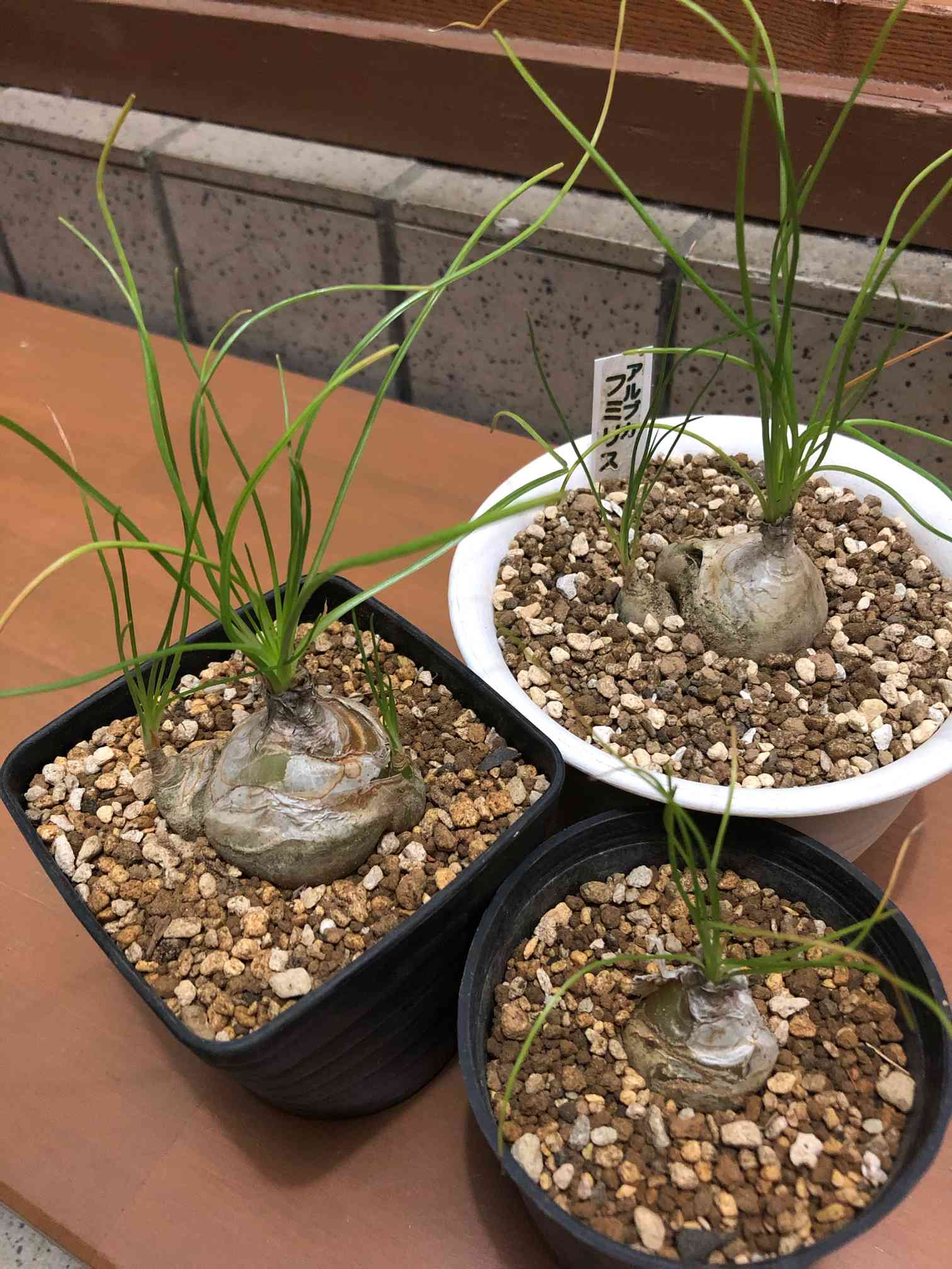 アルブカ・フミリス アルブカ フミリス | GREEN LUCK