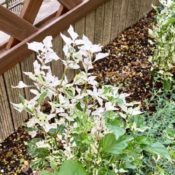 アルテルナンテラ エンジェルレース の投稿画像一覧 Greensnap グリーンスナップ