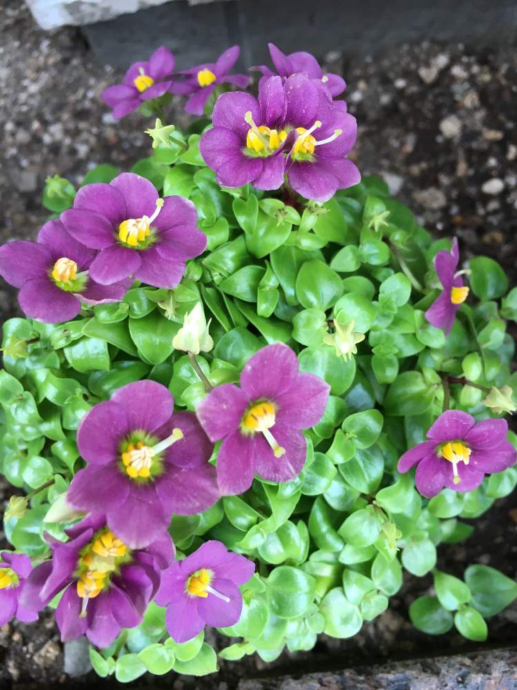 エキザカム アフィネの投稿画像 By Manabeさん リンドウ科とムラサキの花と花のある暮らしとベニヒメリンドウ属と洋菓子店 月9月17日 Greensnap グリーンスナップ