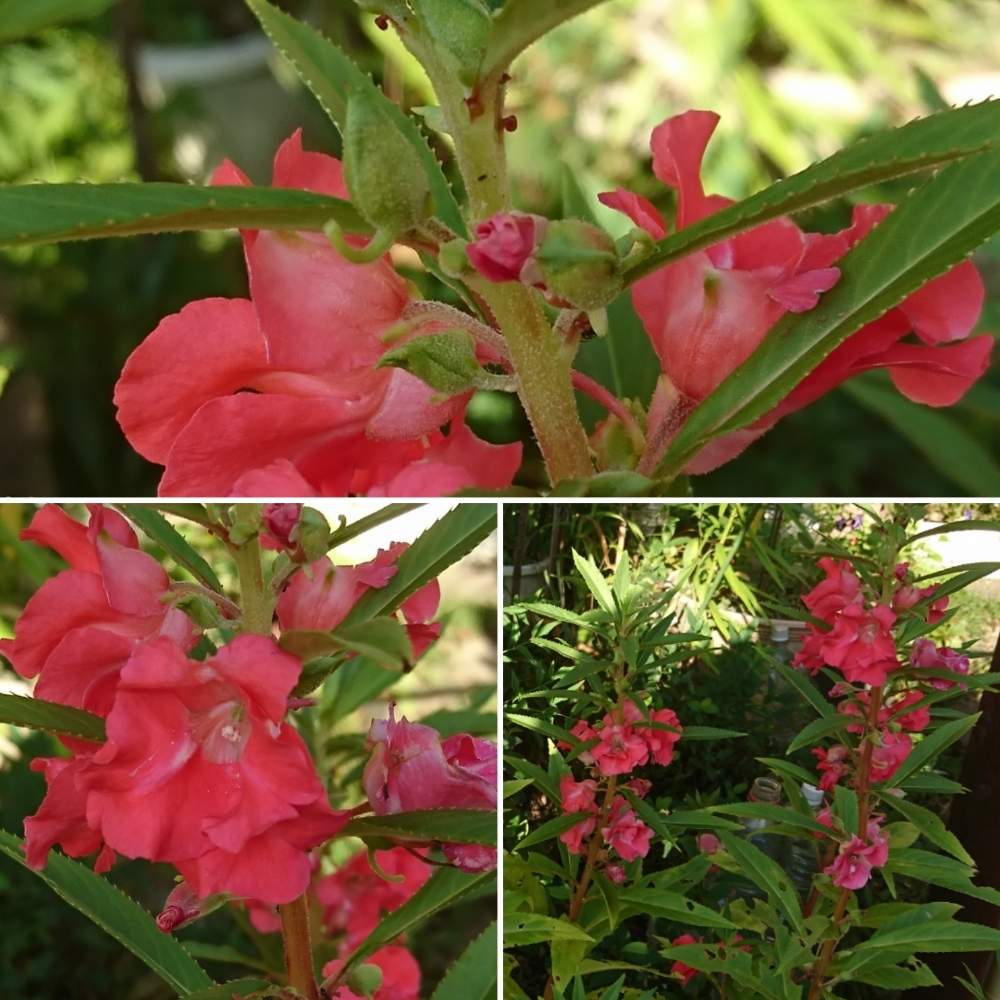 ホウセンカの投稿画像 By さいたまつぼみさん お出かけ先と埼玉のつぼみと埼玉万歳とつぼみと赤い花と埼玉県とお散歩と埼玉のつぼみと埼玉万歳とつぼみと赤い花と埼玉県とお散歩 月9月17日 Greensnap グリーンスナップ Greensnap グリーンスナップ