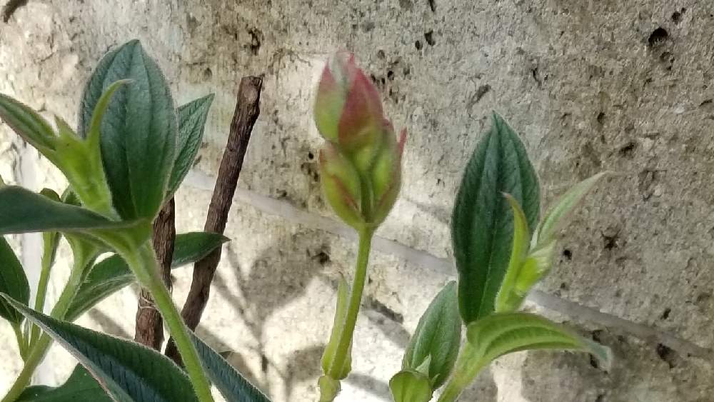 きよさんの投稿画像 月9月17日 Greensnap グリーンスナップ