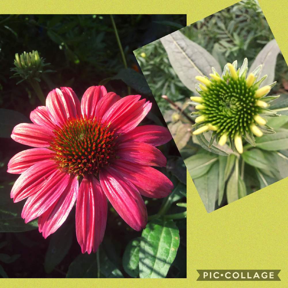 エキナセアの投稿画像 By やまぴろさん 花のある暮らし とピンクの花と畑の花と夏の花とおうち園芸と可愛いお花 と白い花 月9月17日 Greensnap グリーンスナップ