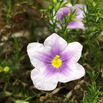 ニーレンべルキアの投稿画像一覧 Greensnap グリーンスナップ